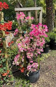 Image result for Bougainvillea