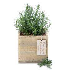 Funeral flowers are symbolic of certain emotions, and while the general message of a sympathy flower will be understood in any. Rosemary Remembrance Square Box Growing Gifts