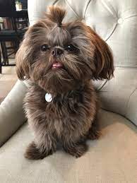 Shih Tzu Puppies For Sale Near Me Sunnybelle Shih Tzu In Texas In 2020 Shih Tzu Puppy Shitzu Puppies Shih Tzu Dog