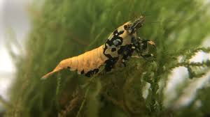 Image result for Emilia debilis