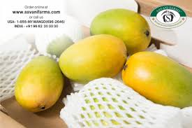 Kesar Mango Available Online Savanifarms Com Or Call Us 1 855 696 2646 Savanifarms Kesarmango Mango Mangofruit Indianmang Mango Mango Online Mango Gifts