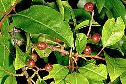 African Prunus