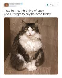 Life Changers 17 Cats That Made Everything Better In 2020 Funny Animals Cat Memes Pets