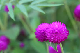 Warnanya yang cerah berwarna ungu mampu menarik perhatian banyak orang. Macro Photography Flower Knob Bunga Kenop Si Janda Desa Steemit