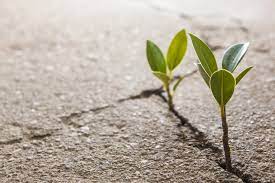 The water reacts with the cement, which bonds a concrete plant consists of large storage hoppers for various reactive ingredients like cement, storage for bulk ingredients like aggregate and water, mechanisms for the. How Plants Cause Concrete Sidewalk Cracking Lift Right Concrete