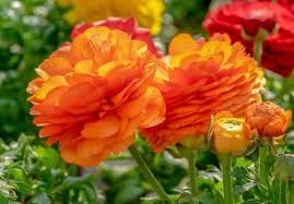 Browse and explore color codes and names. 23 Types Of Orange Flowers Orange Flowering Plants With Pictures