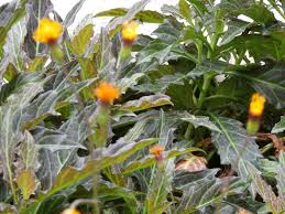 Image result for Gynura pseudochina