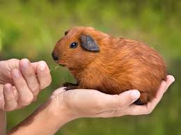 Healthy paws pet insurance has the lowest deductibles of all providers we reviewed, but petplan is reviews.com's top pick for best pet insurance company. We Lov Pets Your Local Pet Knowledge Store