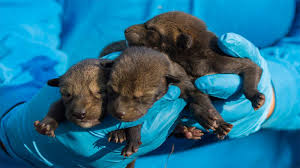 Now taking deposits for your next best friend. Nc Museum Of Life And Science Welcomes New Litter Of Red Wolf Pups Abc11 Raleigh Durham