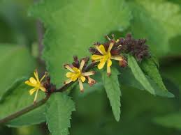 Image result for Triumfetta tenuipedunculata