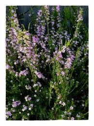 In los angeles during february average daily high temperatures are level around 68°f and it is overcast or mostly cloudy about average high and low temperature in february. California S Blooming In February California Greek Girl California Greek Girl