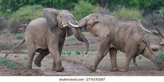 9,883 Elephant Fight Royalty-Free Images, Stock Photos & Pictures | Shutterstock