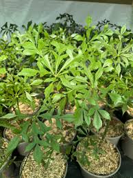 Image result for Cussonia