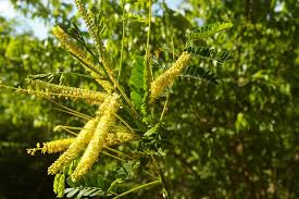 Image result for Entada phaneroneura