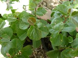 Image result for Cissus rotundifolia