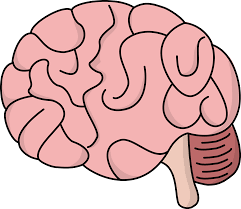 Png Transparent Background Brain Cartoon Png Cartoon Brain Brain Drawing Brain Illustration