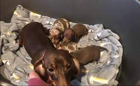 Are you looking for beagle puppies for sale in tulsa, ok? Sweet Wonderful Dachshund Pups Tulsa 4111 E 53rd Pl Tulsa Ok 74135 Animal Pet