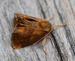 Image result for Apoda limacodes