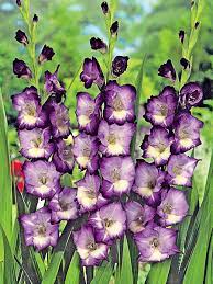 Blueberry Sundae Gladiolus Gladiolus Flower Lily Seeds Gladiolus