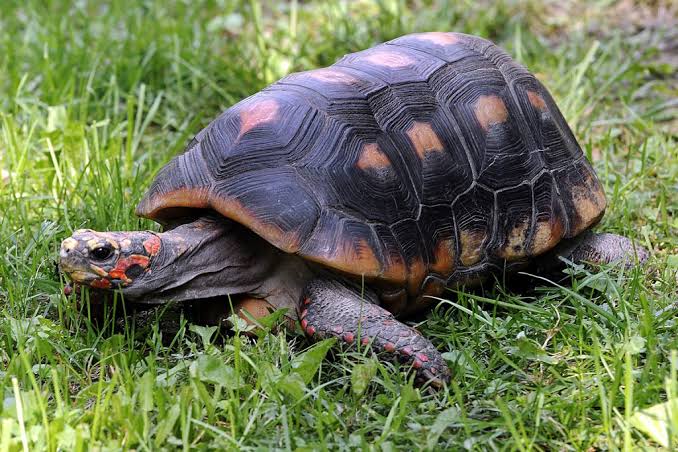 Tortoise