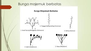 Bunga majemuk berbatas (inflorescentia cymosa atau inflorescentia centrifuga, inflorescentia definita), yaitu bunga majemuk yang ujung ibu tangkainya selalu di tutup dengan suatu bunga. Halaman Download Bunga Majemuk Anthotaxis Inflorescentia Kelompok Lima Wahyu