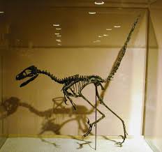 Die gezeigte taxonomie ist der versuch aus einstufungen verschiedenster wissenschaftler eine schlüssige zuordnung zu treffen. Theropod Thursday 8 Bambi Dinosaurpalaeo