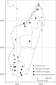 Image result for Urochloa jubata