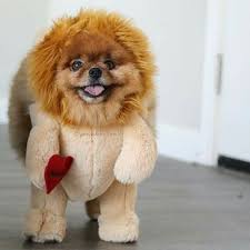 Wow How Someone Can Guess Its A Dog Perfectly Made Walking Teddy Bear Lion Costume For Puppy Pets Classic Dog Out Pet Costumes Panda Puppy Panda Dog Costume
