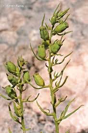 Image result for Thesium nigricans