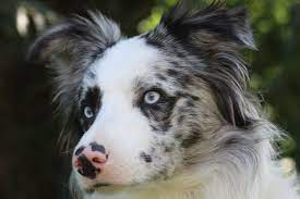 Jazz The Blue Merle Border Collie Flickr Photo Sharing Description From Flickr Com I Blue Merle Border Collie Blue Merle Collie Border Collie Blue Merle