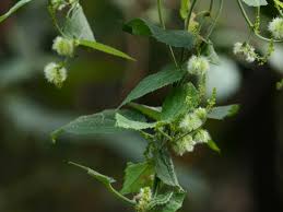 Image result for Tragia glabrata