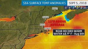 Gulf Of Maine Water Temperatures Soar Near Record Highs
