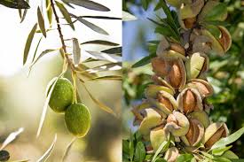 California Olive Growers Cutting Down Orchards Modern Farmer