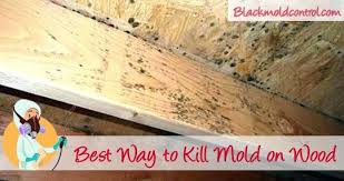 How To Remove Black Mold From Wood Removal Guide Remove Black Mold Mold Remover On Wood Mold Remover