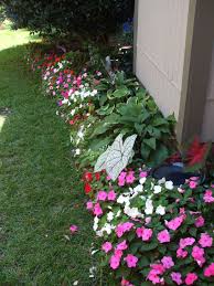 Impatiens Caladium Hostas In A Shady Walkway In My Garden Backyard Flowers Garden Flower Bed Designs Backyard Flowers
