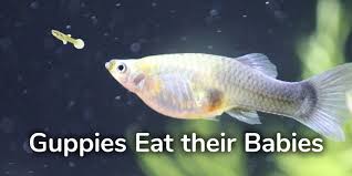 Why Do Guppies Eat Their Babies