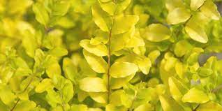 Sunshine Ligustrum Is The Easy Care Hedge Youill Love Southern Living