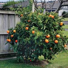 It is believed that all navel orange trees in the us are derived from the mother navel orange tree located in riverside, ca. Dwarf Washington Navel Orange Google Search Tree Seeds Orange Tree Citrus Trees