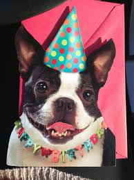 Share the best gifs now >>> I Love Getting People Birthday Cards Happy Birthday Dog Boston Terrier Boston Terrier Love