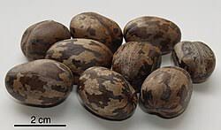 Image result for Hevea brasiliensis