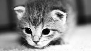 Hd wallpapers 2048 1152 pixels 30 background pictures. 47 Cute 2048 By 1152 Wallpaper On Wallpapersafari