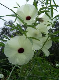 Image result for Hibiscus cannabinus