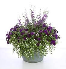 Pin On Container Flower Garden
