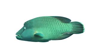 A video shows how to catch a napoleon fish (i really want it!!!!! Napoleon Wrasse Fish Isolated On Stock Footage Video 100 Royalty Free 8269165 Shutterstock
