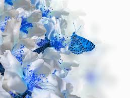 Drawing free clip art flowers and butterflies pictures of butterflies flying cartoon pictures of butterflies and flowers butterflyimages whatsapp dp butterfly butterfly with flowers clipart butterfly and flower. Butterfly On Flowers With Blurry Natural Background Beautiful Butterfly Flower Images Stock Image Image Of Close Blurry 179960933