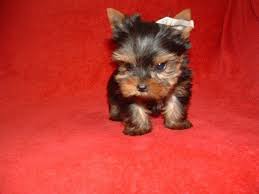 We live in caddo mills and we offer the most exquisite parti yorkie puppies, colored yorkie puppies & tiny yorkie puppies in texas. Teacup Yorkie Puppies For Sale Texas Page 10