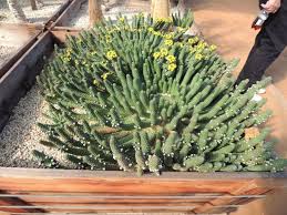 Image result for Centema subfusca