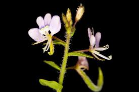 Image result for Cleome monophylla