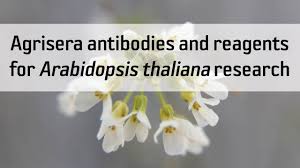 122 s 1st st pleasant hill, mo, 64080. Agrisera Blog