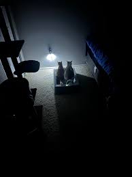 Cats vs Christmas decorations… who's ready 😆🥴🎄